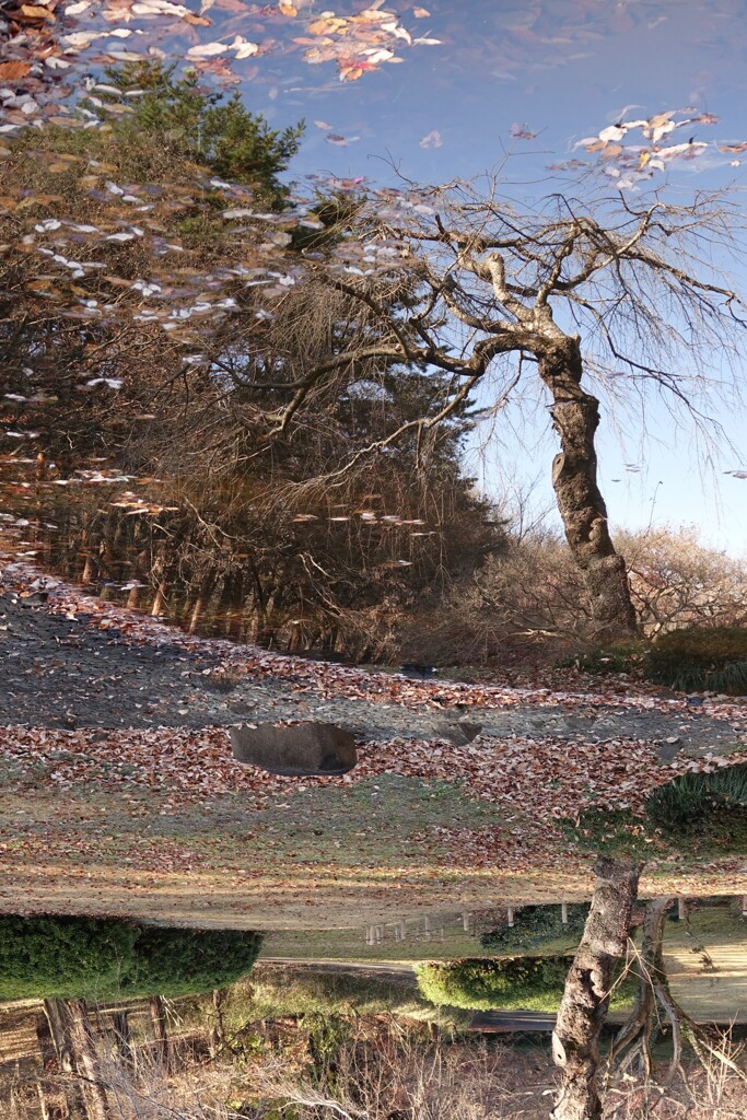 池の鏡Ⅰ