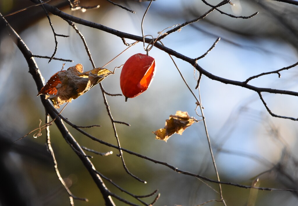 からのからすうり