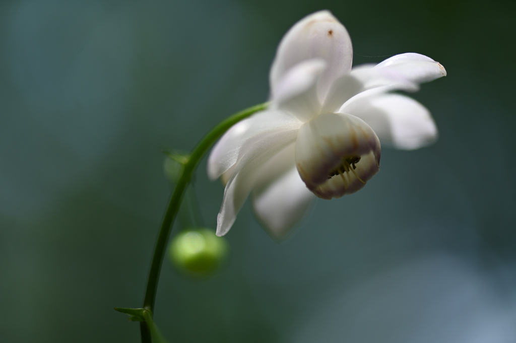 レンゲショウマ