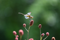 とんぼちゃんⅡ