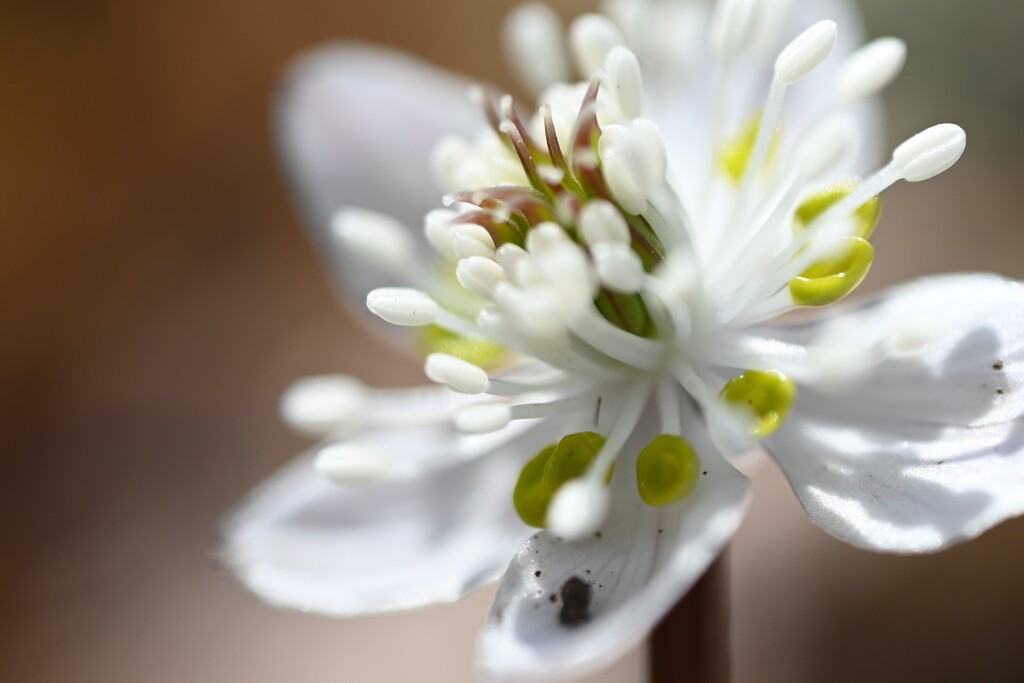 バイカオウレン