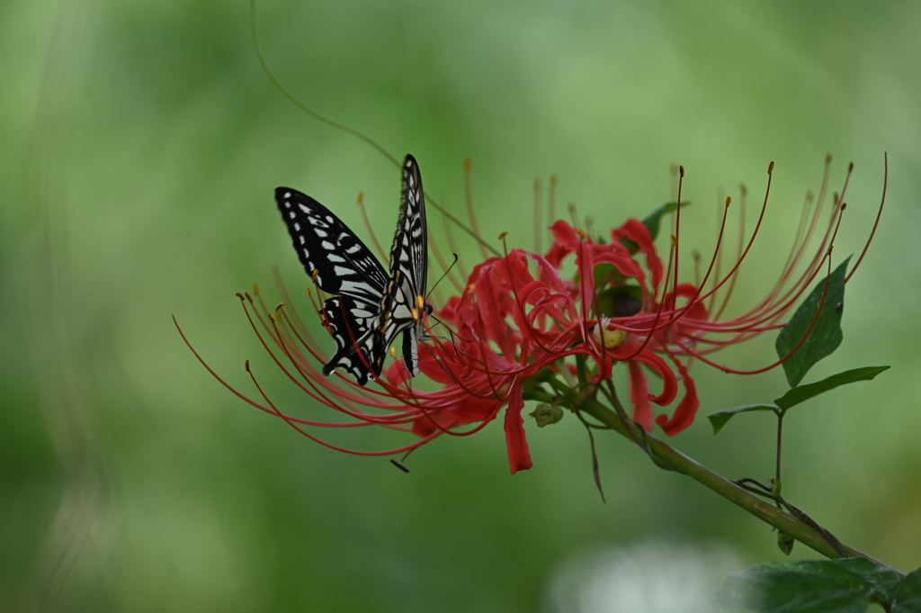 彼岸の風物詩Ⅱ