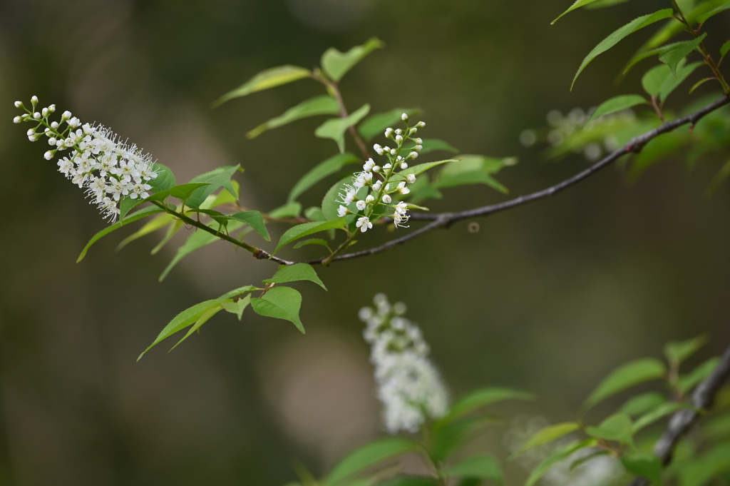 ウワミズザクラ