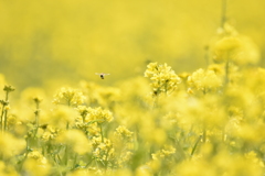 菜の花畑Ⅰ
