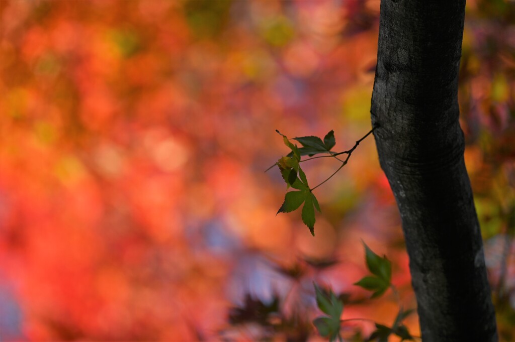 見上げてみれば