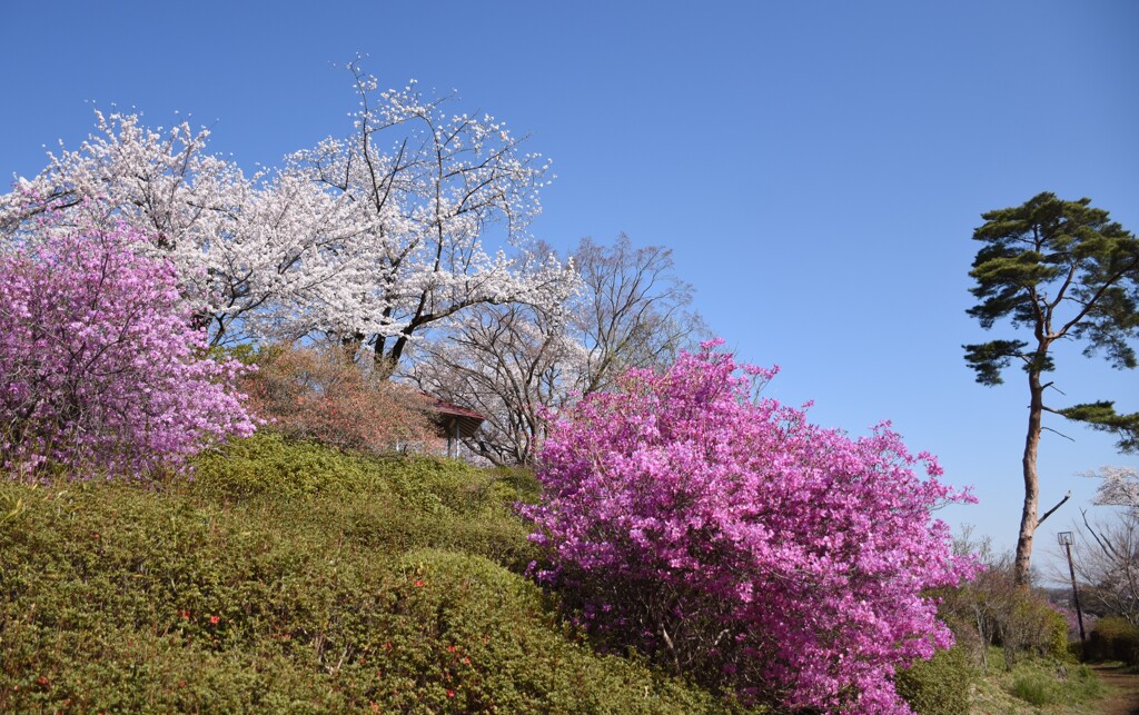 桜とツツジの共演Ⅰ