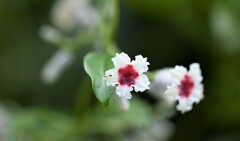 灸花