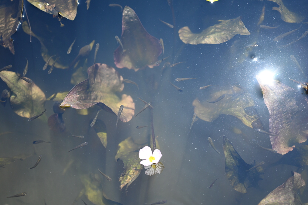 池の中