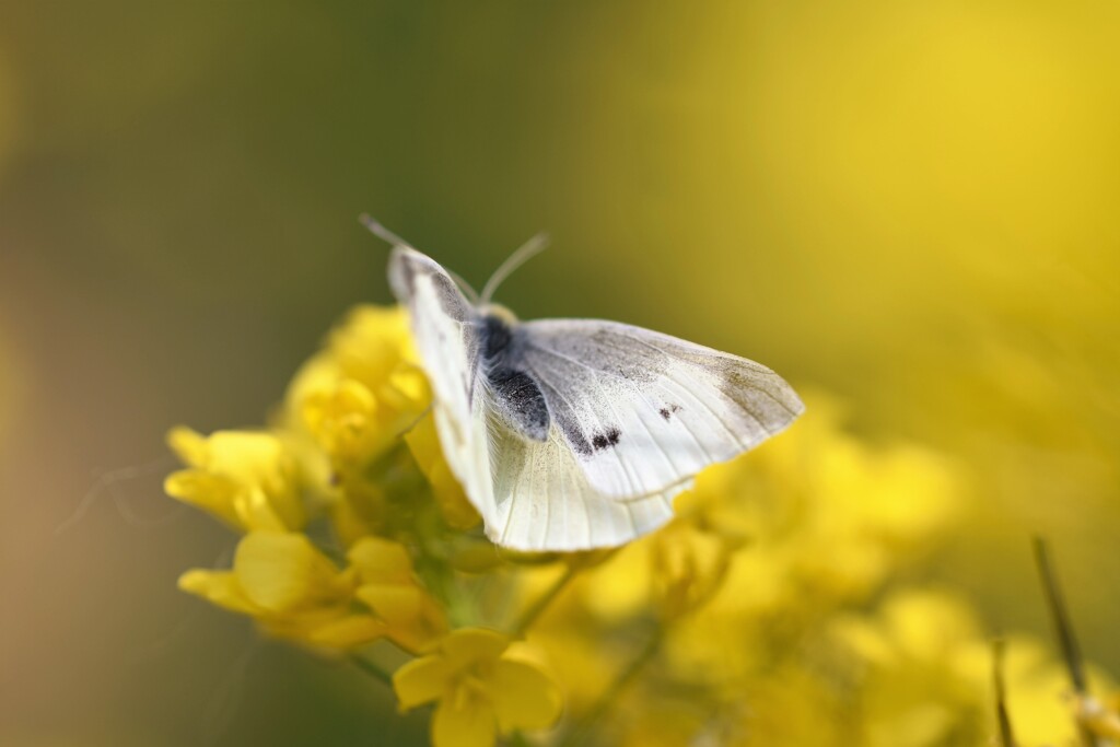 菜の花にとまれ