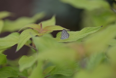 曇天の出会いⅡ