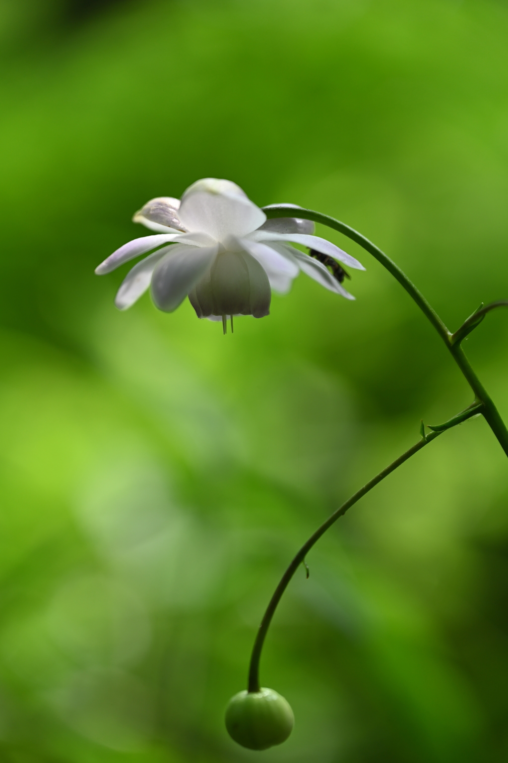 一番花