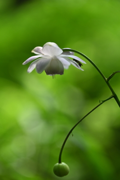 一番花