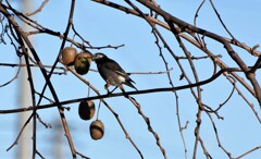 キュウイいただいてます