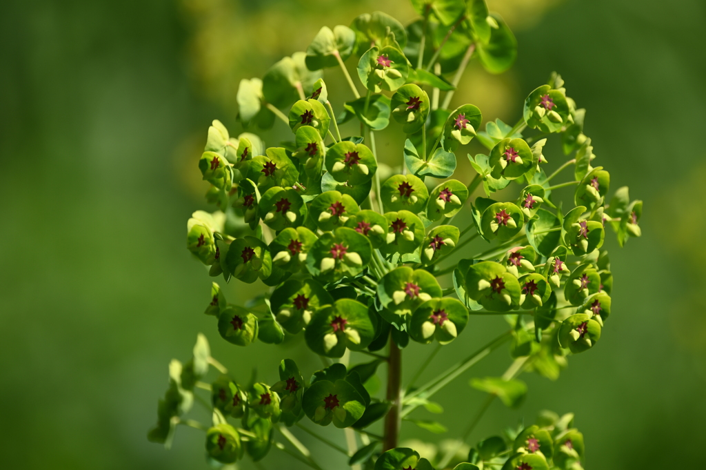 緑の小さな花束