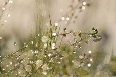 ぺんぺん草の明かり