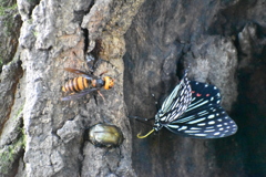 樹液を求め「まぜて～」