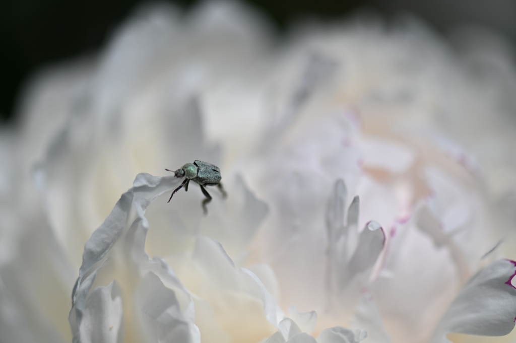 小さな訪問者Ⅱ