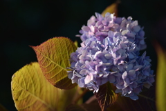 冬咲きの紫陽花