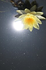 満月と睡蓮