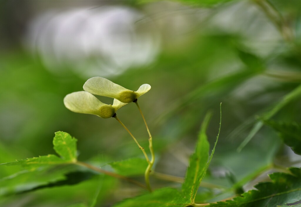 青もみじの姉妹