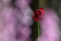 家族への感謝