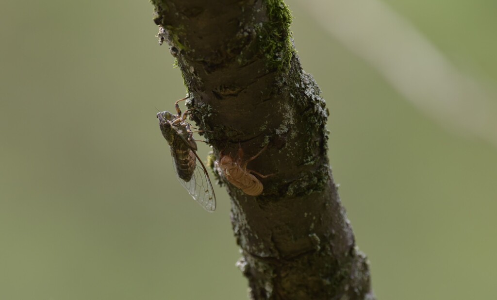 ツクツクボウシ