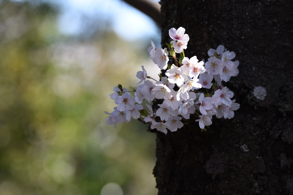 ここにも咲いてますよ