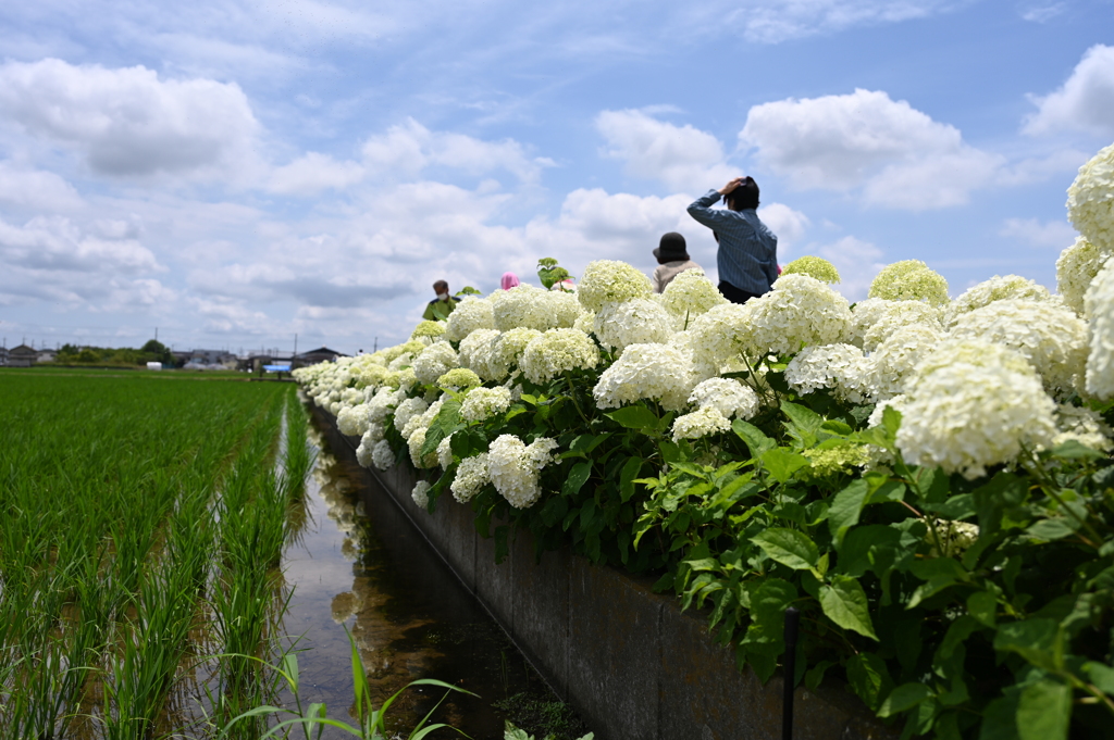 あじさいロードⅠ
