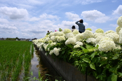 あじさいロードⅠ あじさいロードⅠ