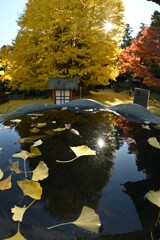 大銀杏Ⅰ