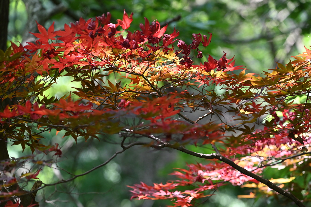 あれあれ、秋？