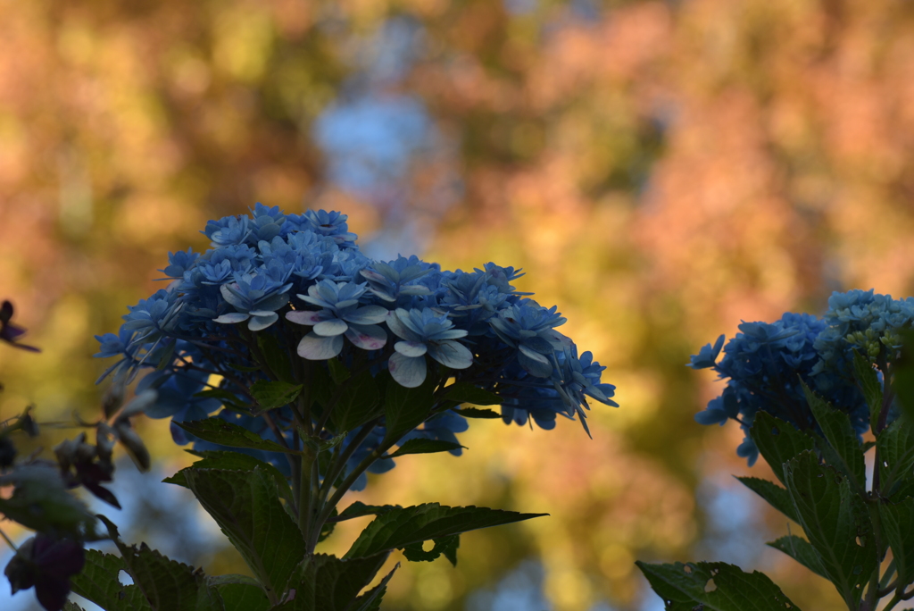 アジサイと黄葉