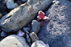 河原に生きる④