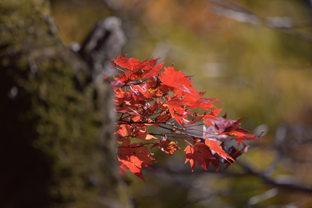 のぞき紅葉