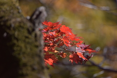 のぞき紅葉
