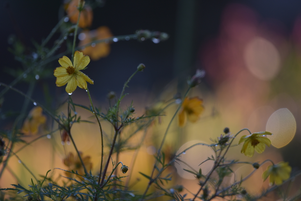 早朝の畦道でⅠ