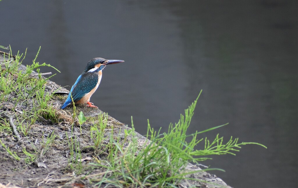 まさかこんなところに