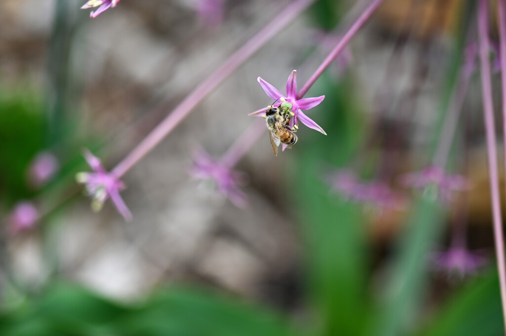 花とミツバチⅡ