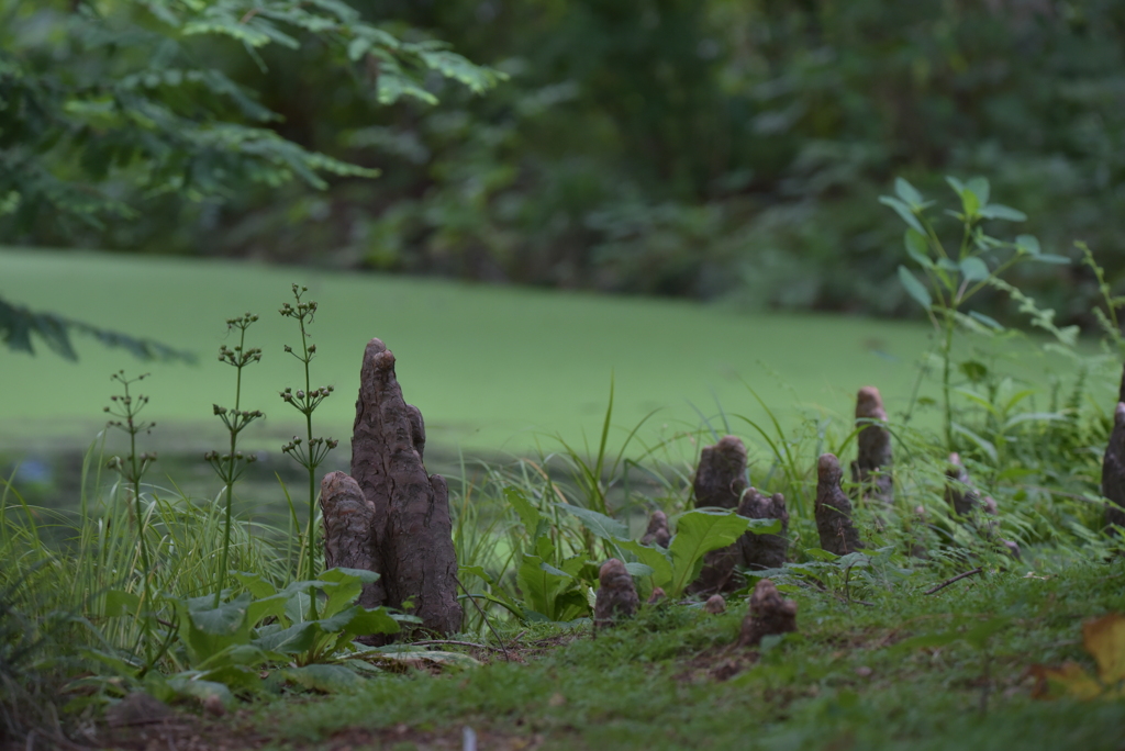 池のほとりに佇む
