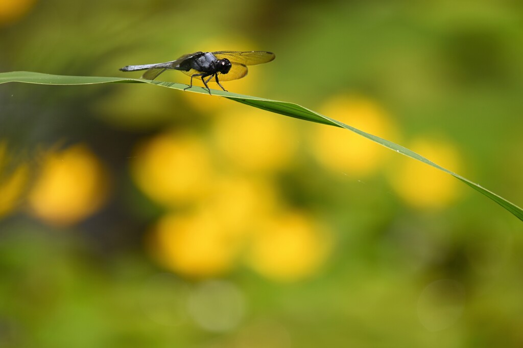 アサザと蜻蛉