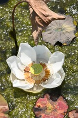 白一点Ⅲ