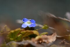 清らか