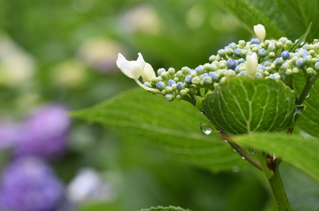 早朝の紫陽花