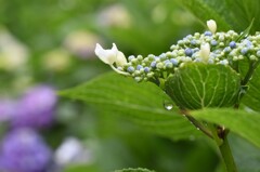 早朝の紫陽花