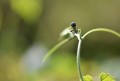 昆虫ですが、何か！