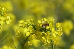 菜の花