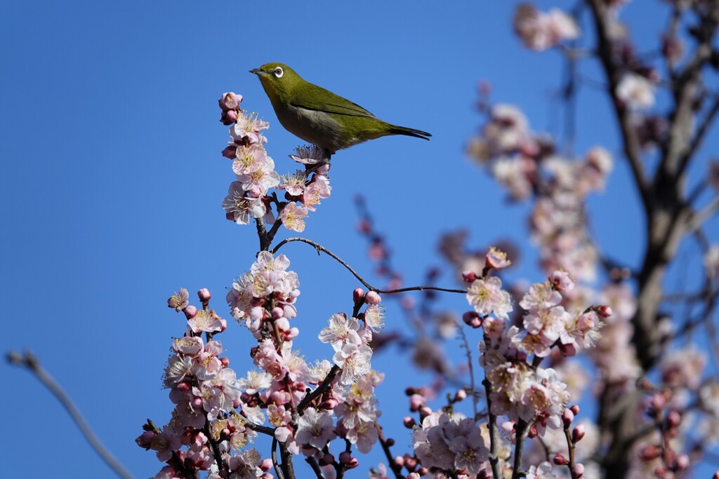 ウメジロー