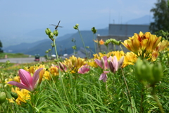 高原の蜻蛉 高原の蜻蛉