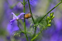 花と虫