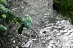 川と紫陽花